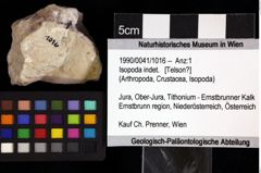 Foto (Objket + Etiketten) von Isopoda indet. 